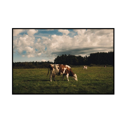 Your Mama the Cow